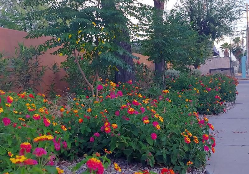 Pepper Tree Adult Care Home photo 4