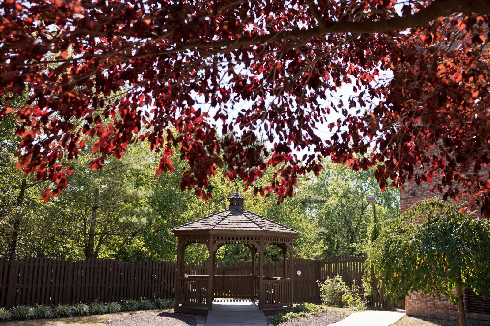 Cherry Lane photo 2