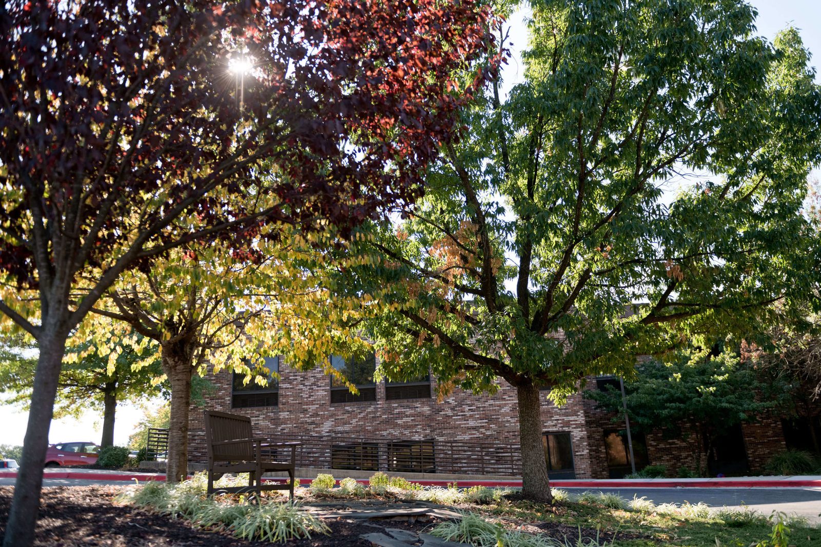 Cherry Lane photo 3