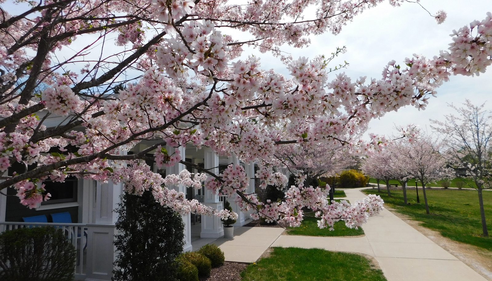 Heath Village