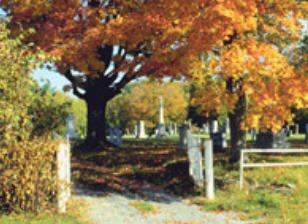 Jimmy's Magnolia Tree