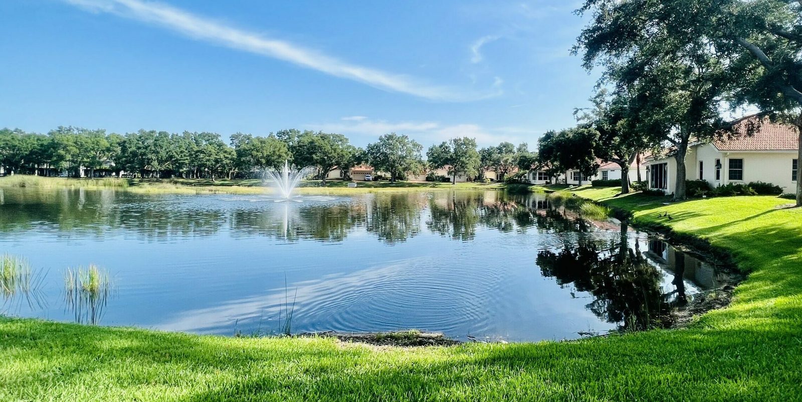 Convivial Jacaranda Trace photo 3