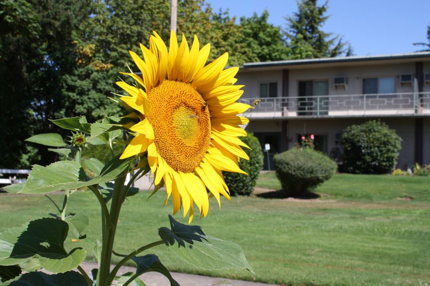 Willamette Lutheran Homes  photo 3