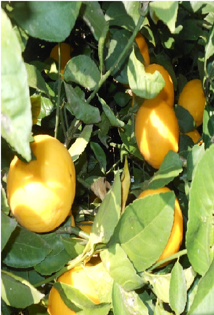 Casa San Dimas photo 10