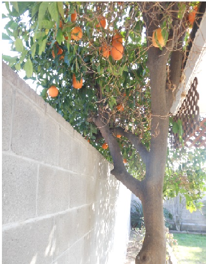 Casa San Dimas photo 11