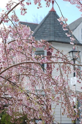 Pickering Manor photo 5