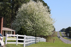 Dayspring Village photo 3