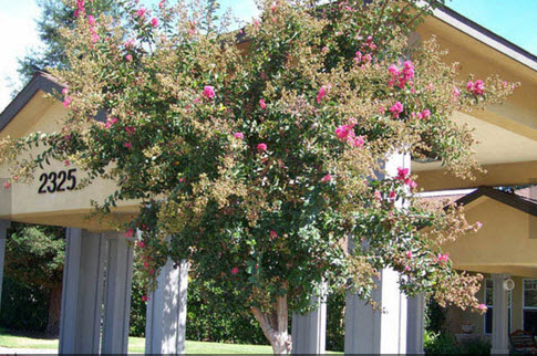 Pacifica Senior Living Modesto