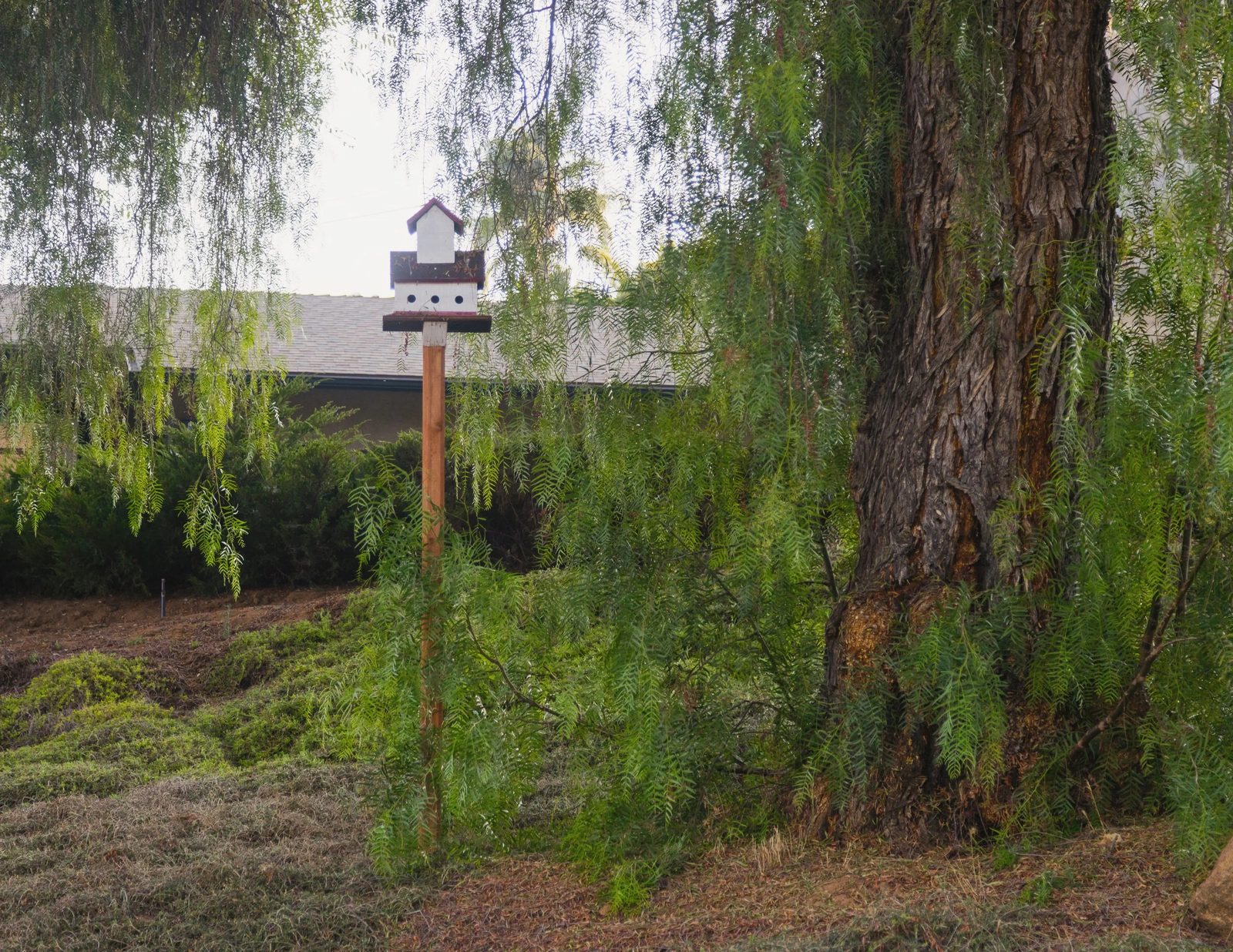 Blossom Valley Residential Care photo 5