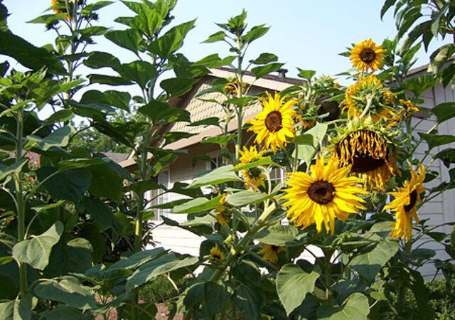 Mt. Vernon Gardens photo 3
