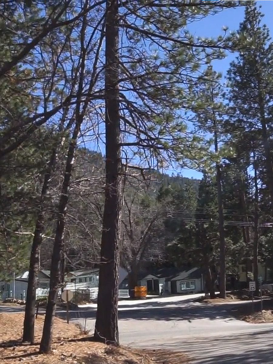 Pacific Pines photo 2