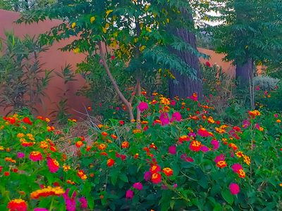 Peach Tree Adult Care
