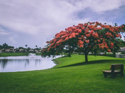 An Angel Garden