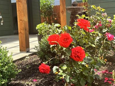 Camas Lily AFH