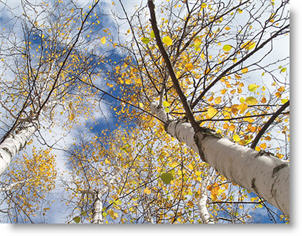 Assisted Living Facilities In Minnesota