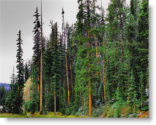 Montana Assisted Living facility Info